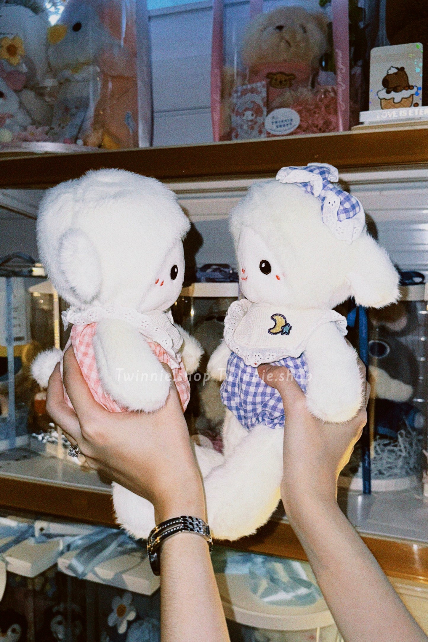 SD | White ribbon sheep