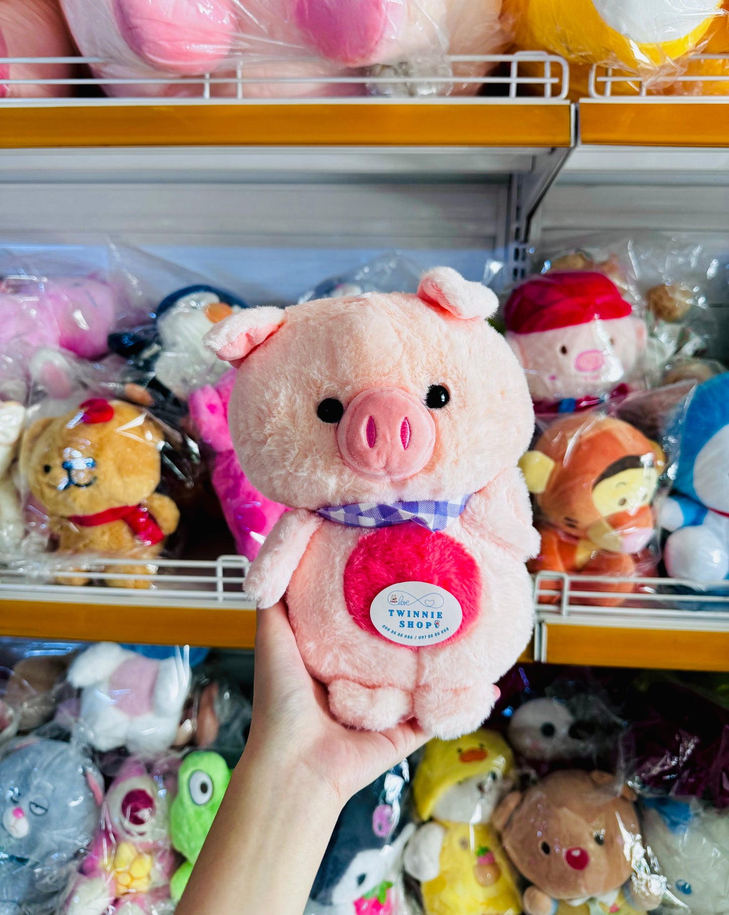 SD | Chubby pig