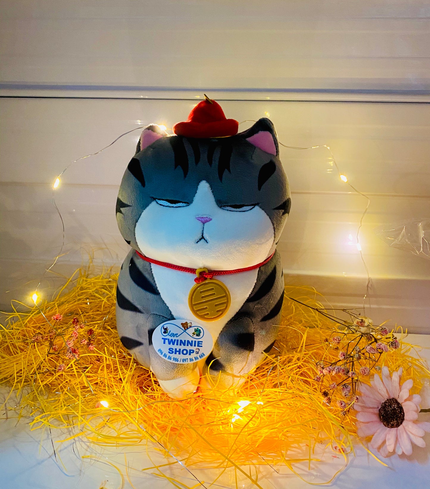 SD | Moody cat