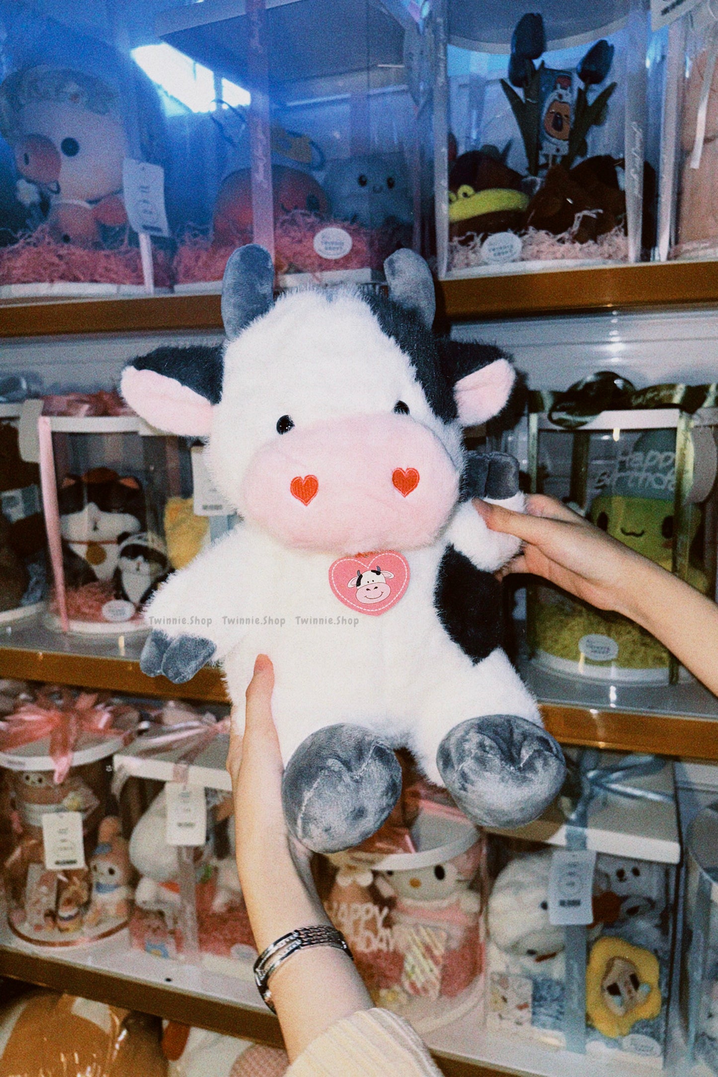 BT | Cow