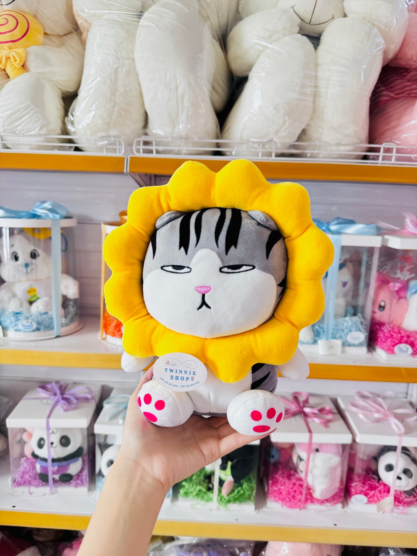 SD | Moody cat