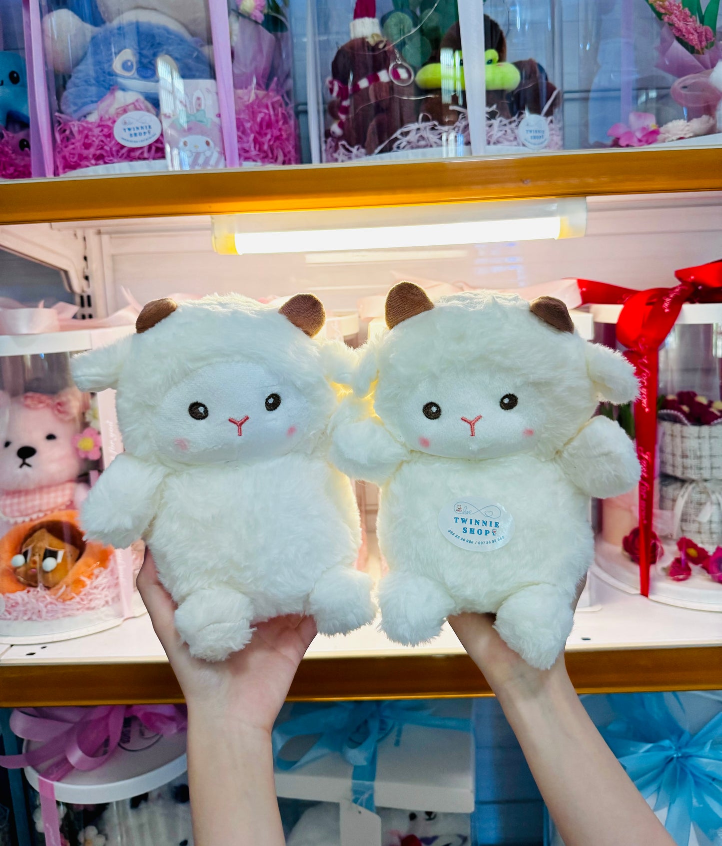 SD | White sheep