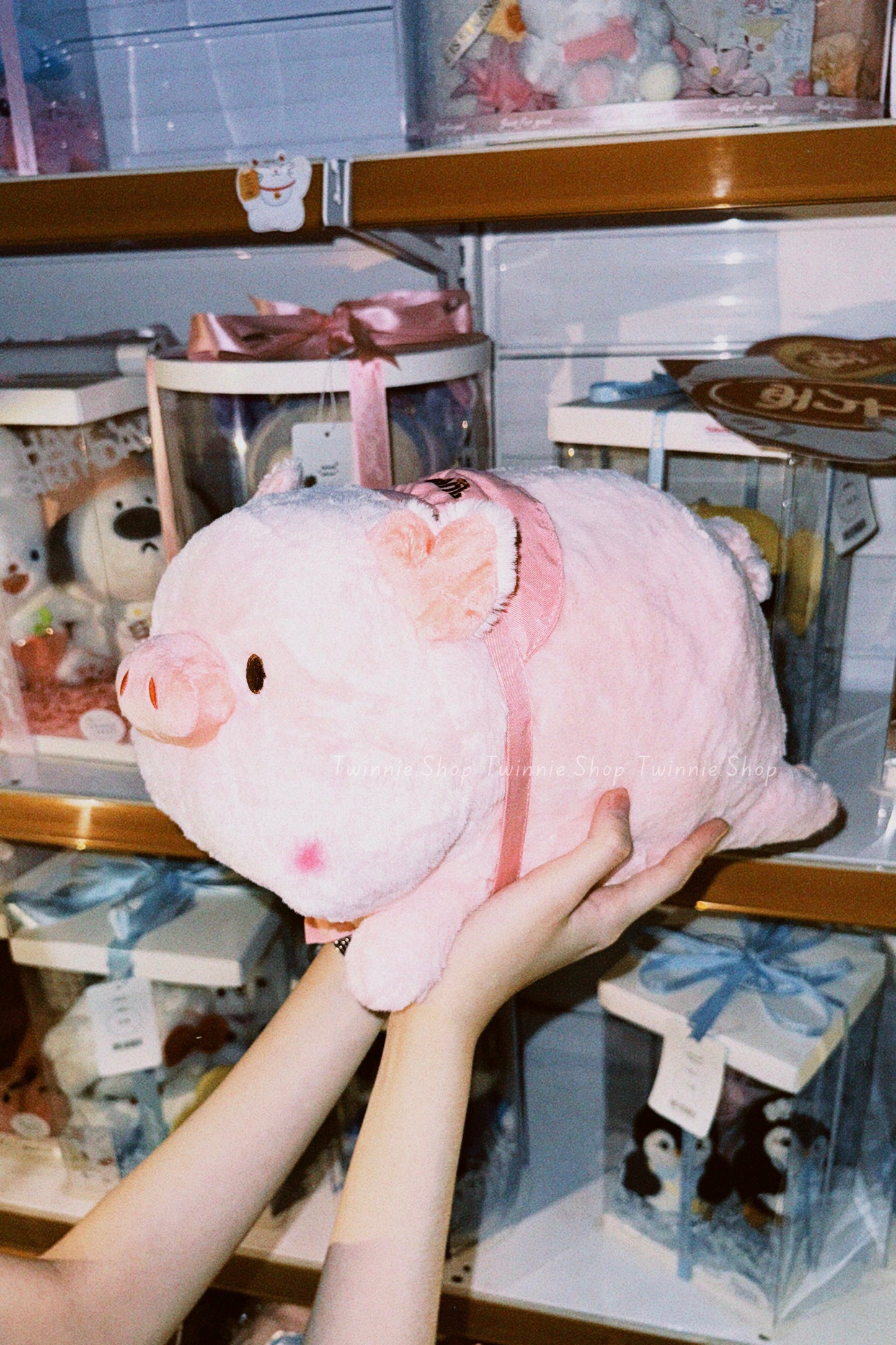 SD | Sleeping ribbon pig